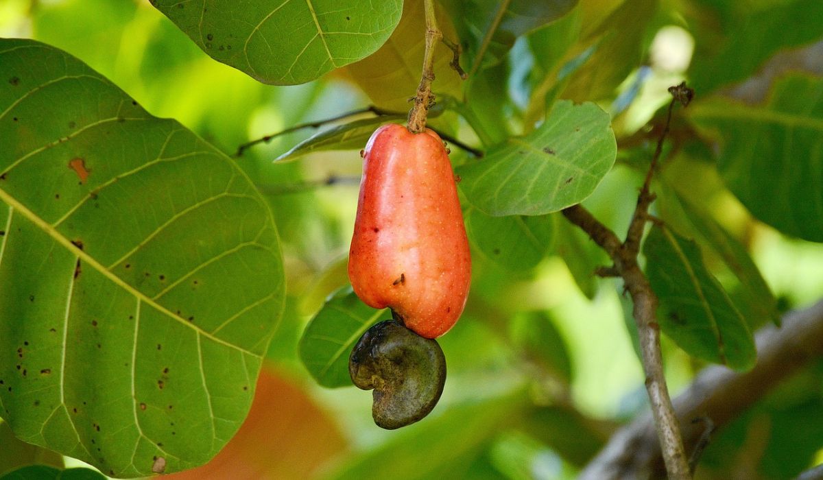 fruto-de-la-nuez-de-la-india-2