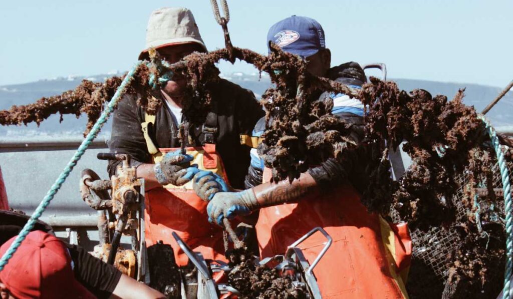 Los pescadores recolectando ostiones en el mar abierto
