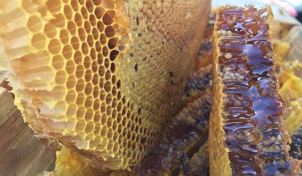 Miel en paredes, método de extracción de miel en México