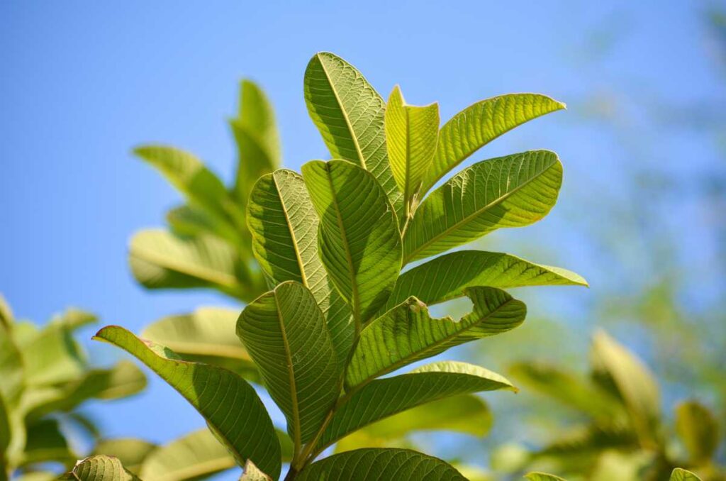 5 beneficios de beber té de hojas de guayaba