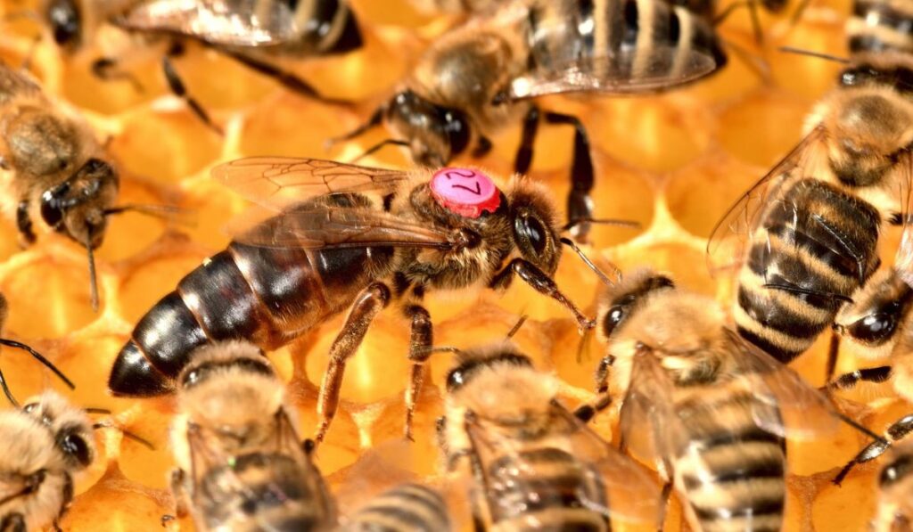 Abeja reina: el insecto líder al que le debemos la miel