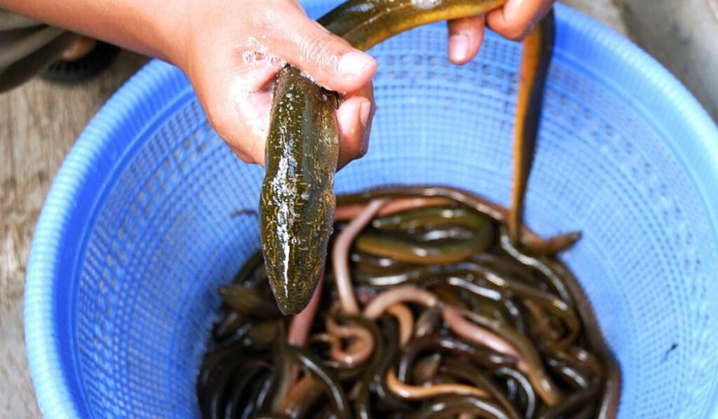 Anguilas, las serpientes de mar herencia de las cocinas españolas y japonesas