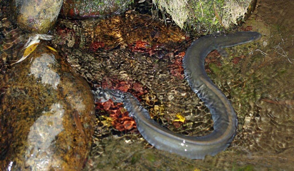 Anguilas en su hábitat natural.