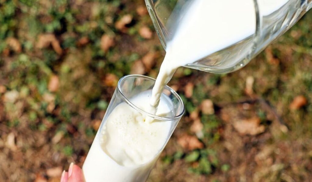 Vaso con leche entera, forma de cultivar los búlgaros.