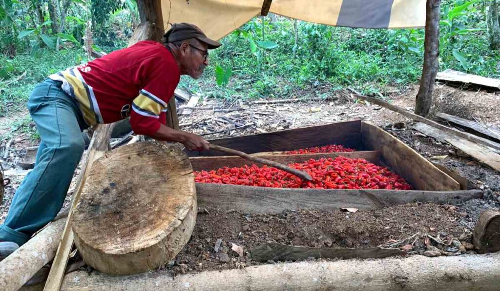 Foto de hombre que trabaja sobre un empalillado de chiles jalapeños