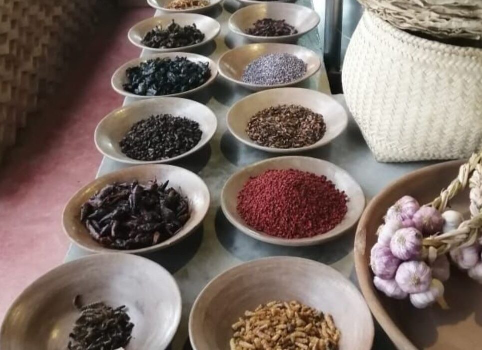 insectos-comestibles-en-mexico-5