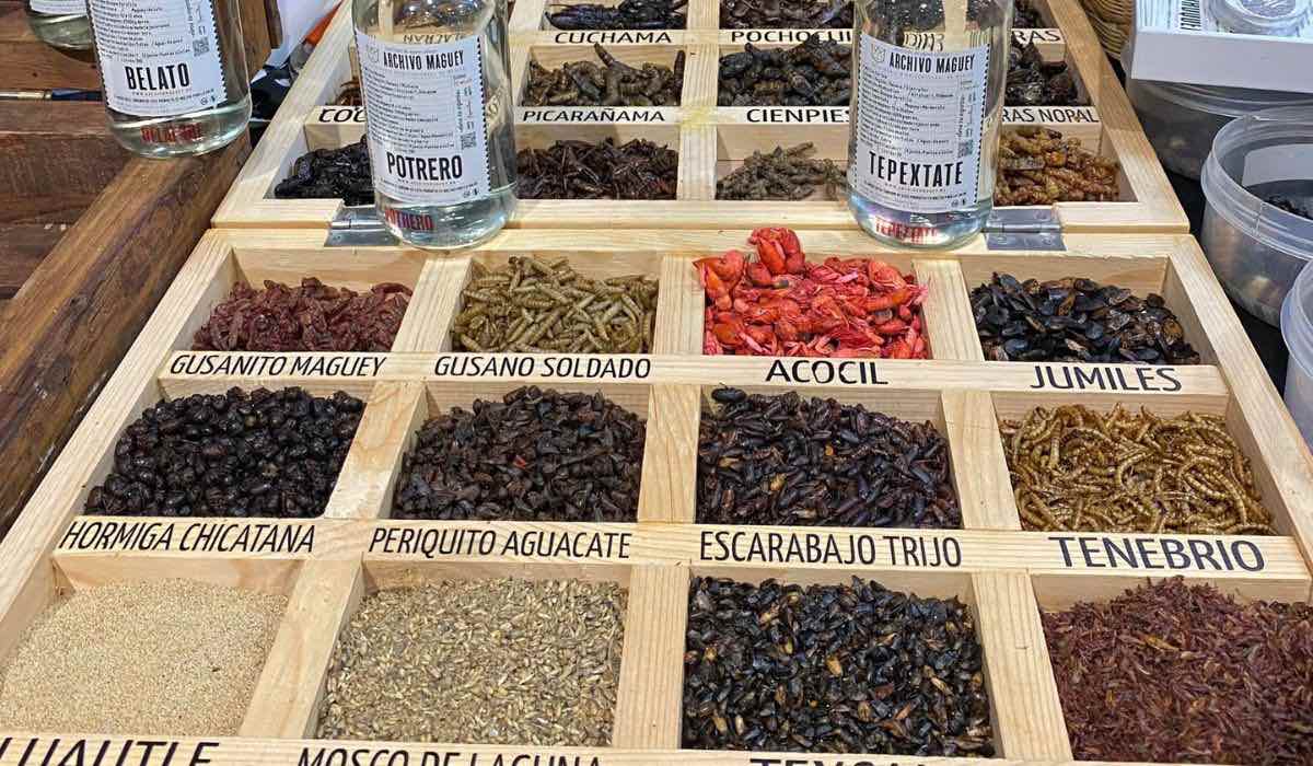 insectos-comestibles-en-mexico-6