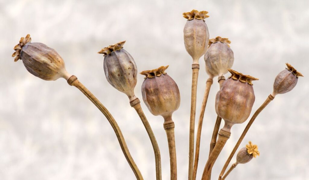 Poppy seeds dentro de flores de amapola.