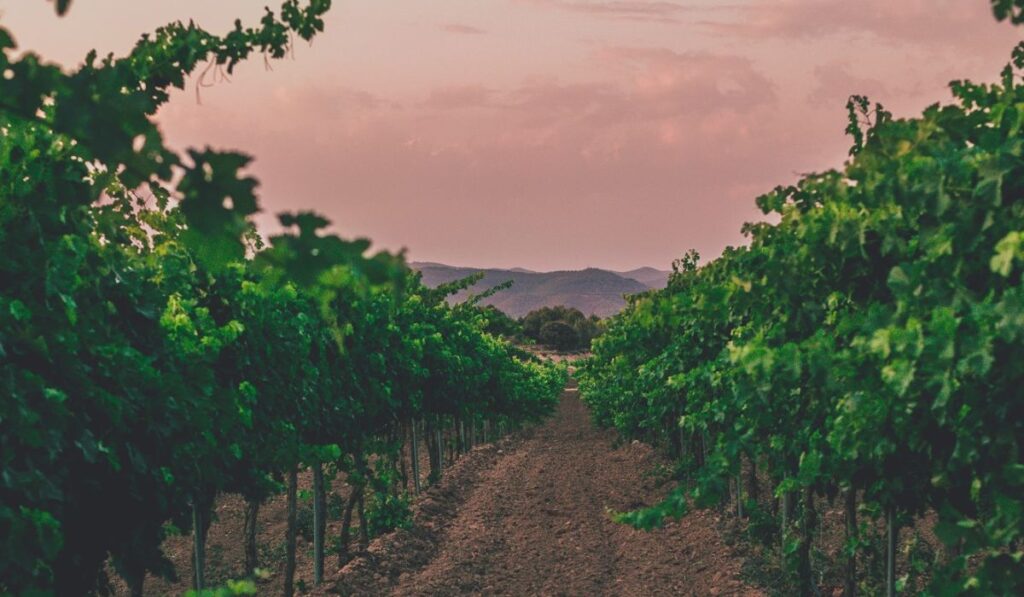 Vinos Ramon Roqueta, una bodega española de tradición centenaria