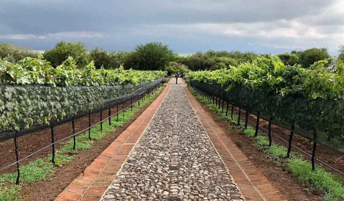 Finca La Estramancia, un viñedo único al lado del lago de Chapala