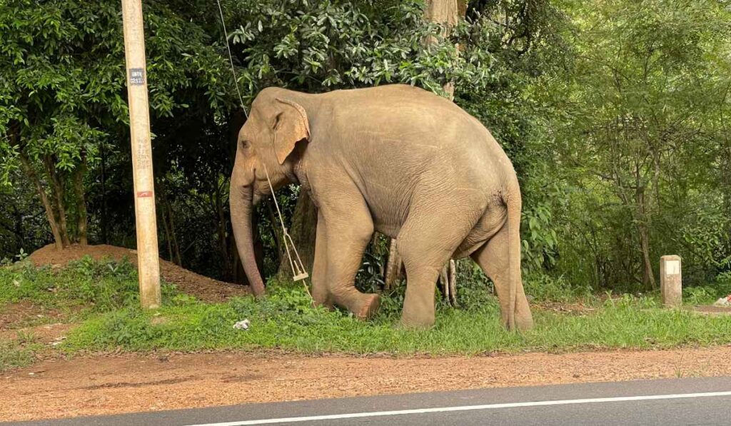 Sigiriya, un paraíso en Sri Lanka donde hay más elefantes que personas