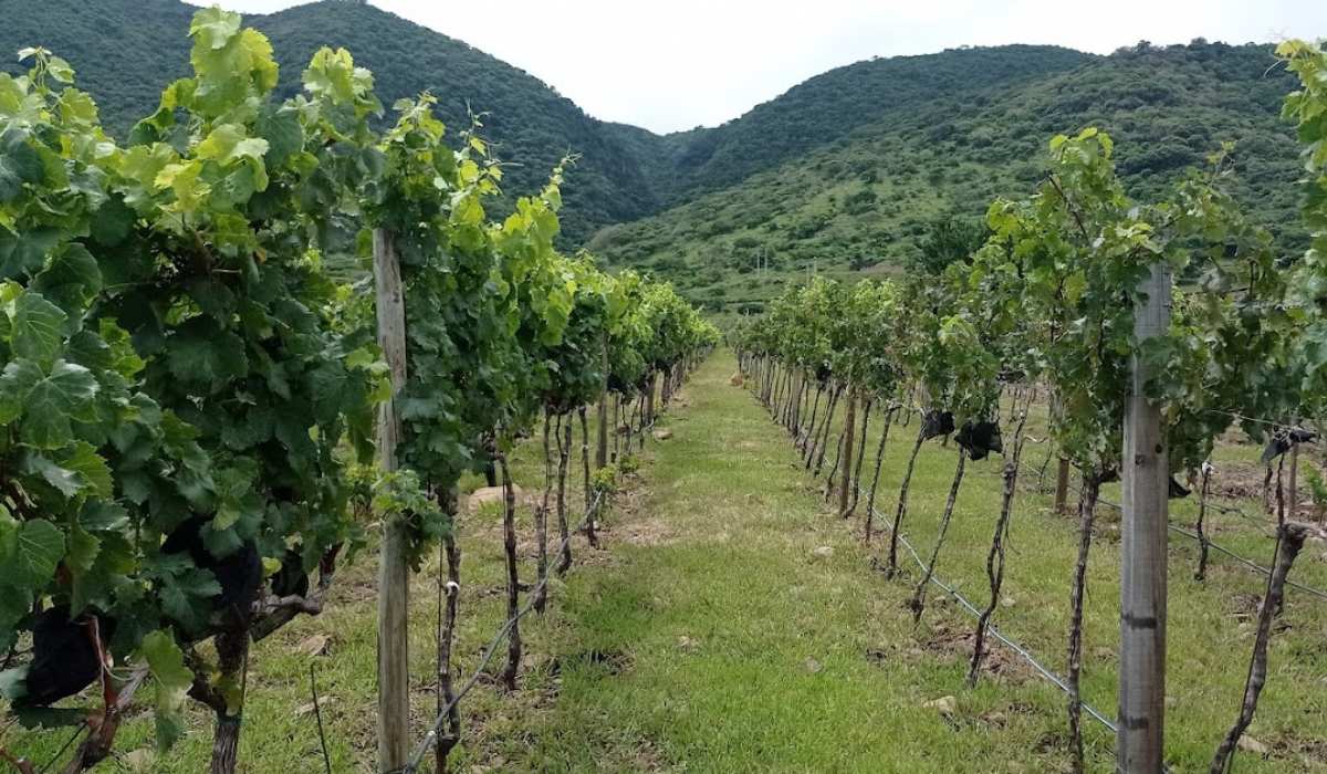 Serapio López, un agricultor pionero de los viñedos en Jalisco