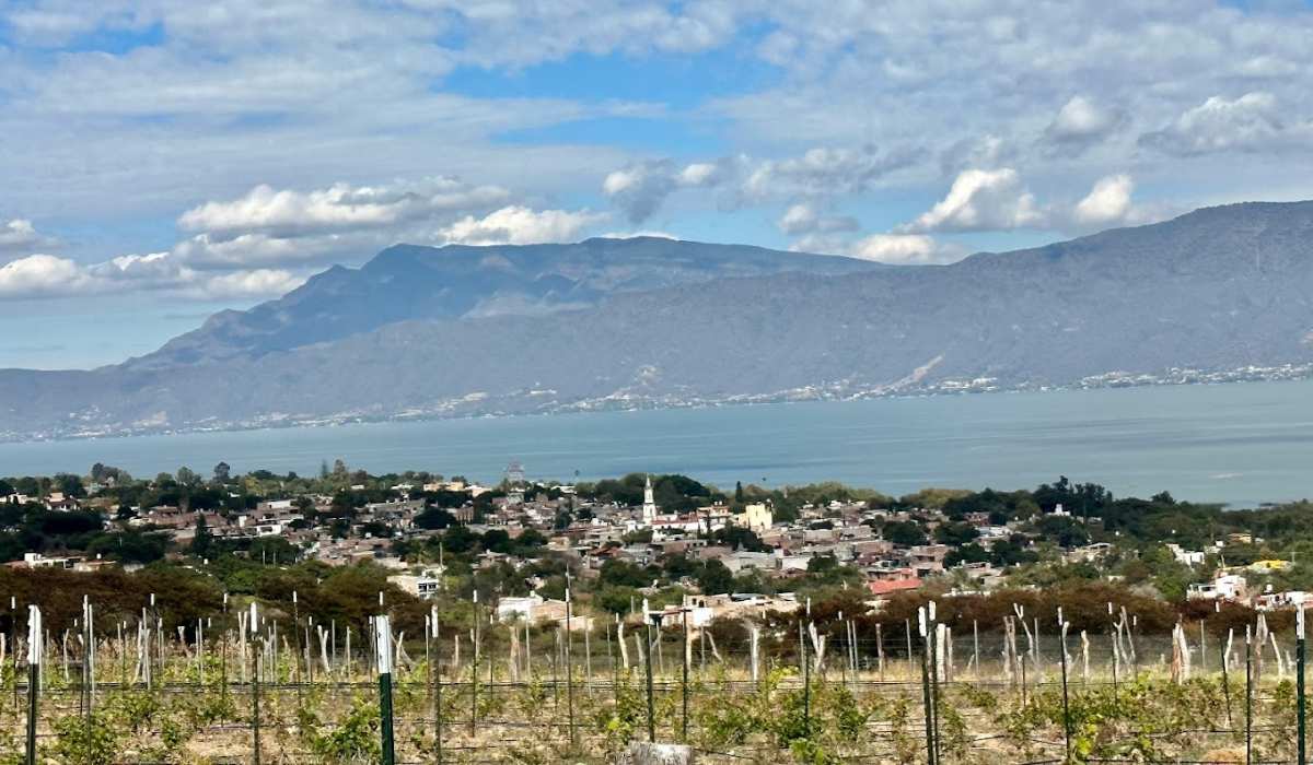 vinedo-el-tejon