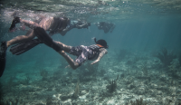Reef Week, el proyecto de Mayakoba que da vida a los corales marinos 1