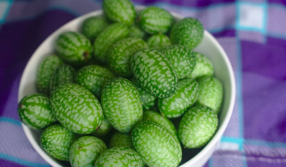 Cucamelón, la fruta que sabe a pepino y parece una sandía