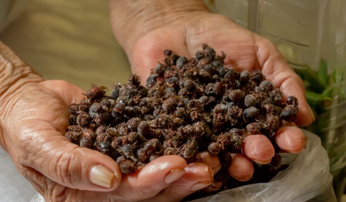 Así se hace el mole de chicatanas de la costa de Oaxaca