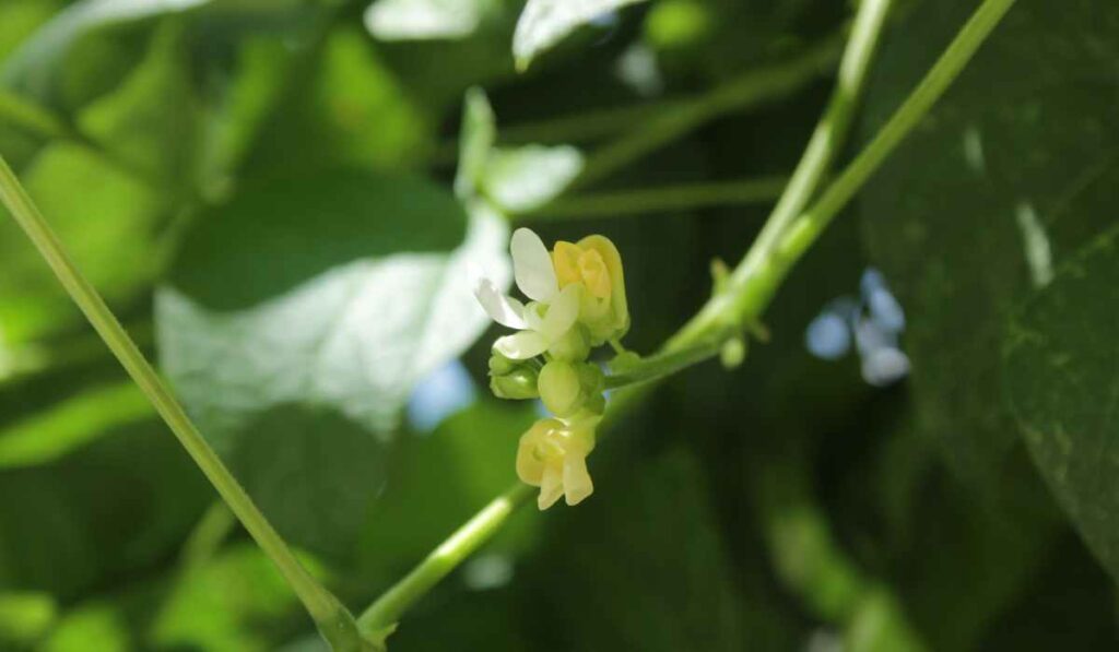 11 tipos de quelites que se cultivan en México y que deberías conocer 5
