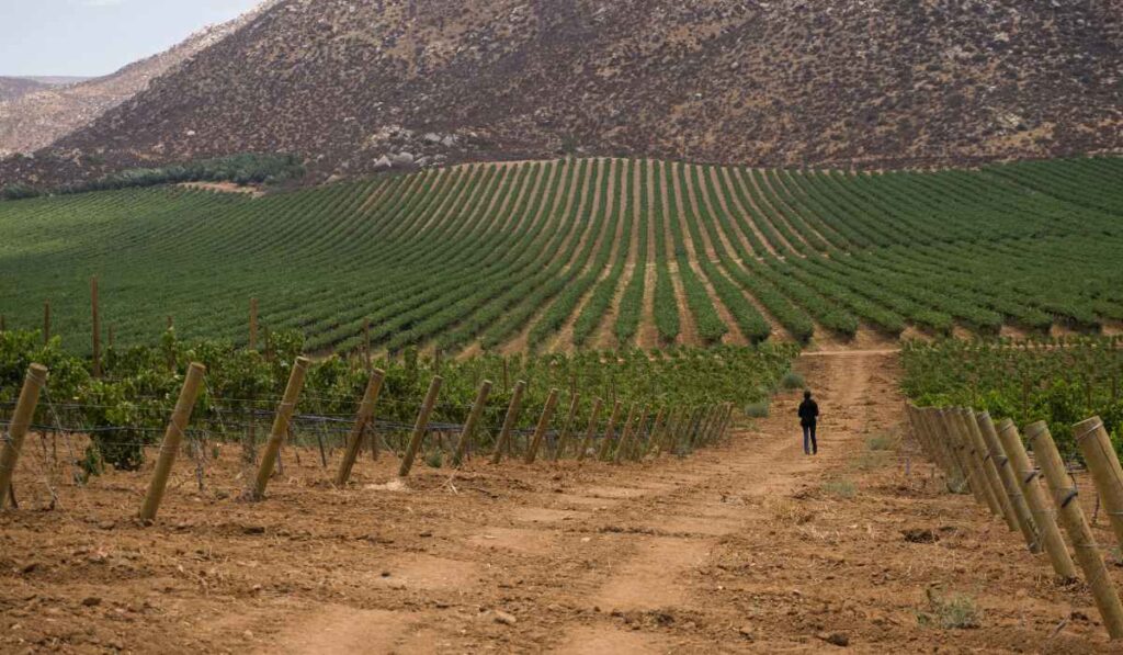 Tablas, el vino mexicano que celebra el respeto a la tierra 0