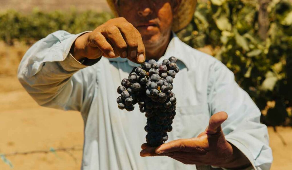 Tablas, el vino mexicano que celebra el respeto a la tierra