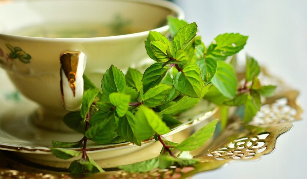 Menta para preparar tés medicinales.