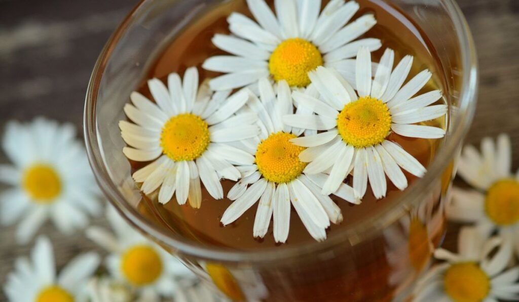Flores de manzanilla para preparar tés medicinales.