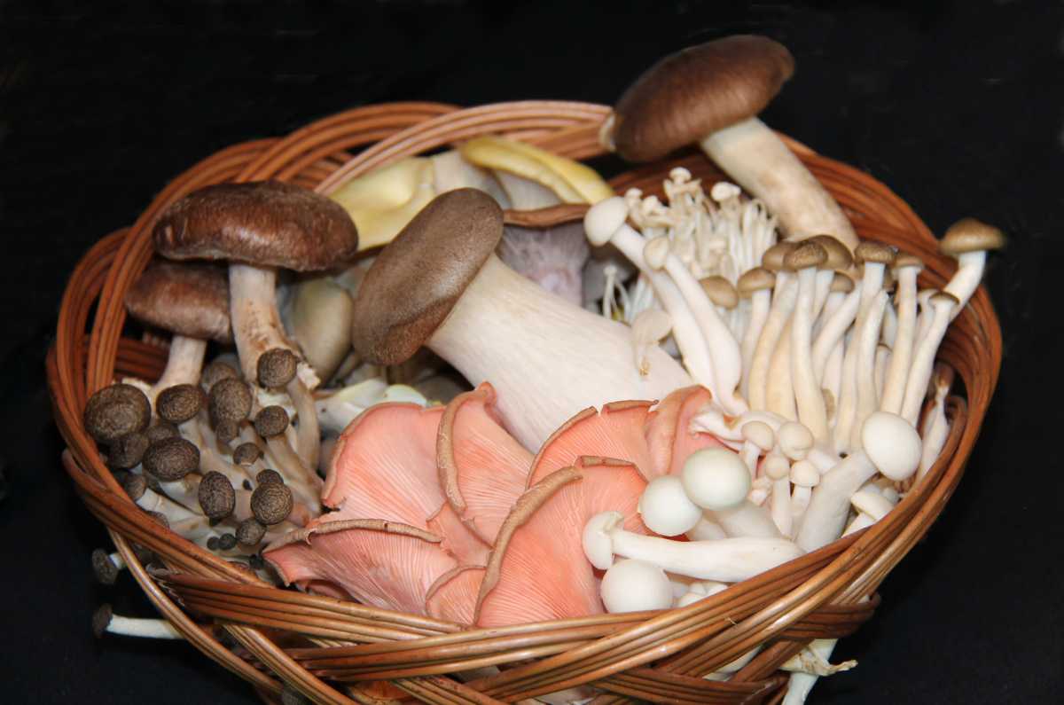 Hongos de bosque, la cena perfecta en la Mesa de Origen de Tepoztlán