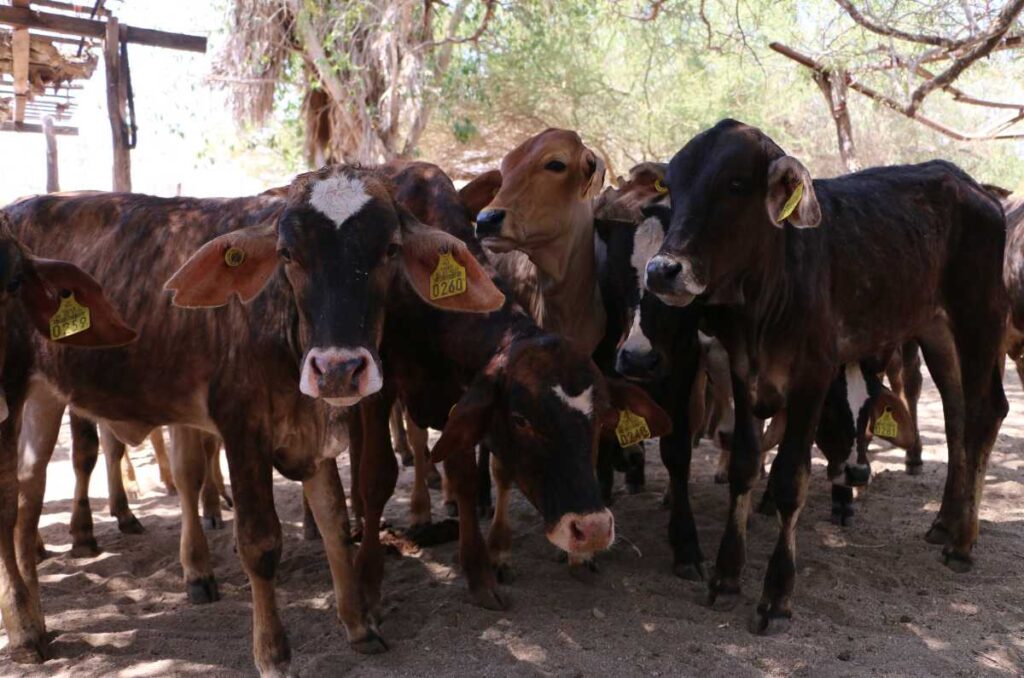 Vacas que cuidan el rancho Los Algodones, en Los Cabos