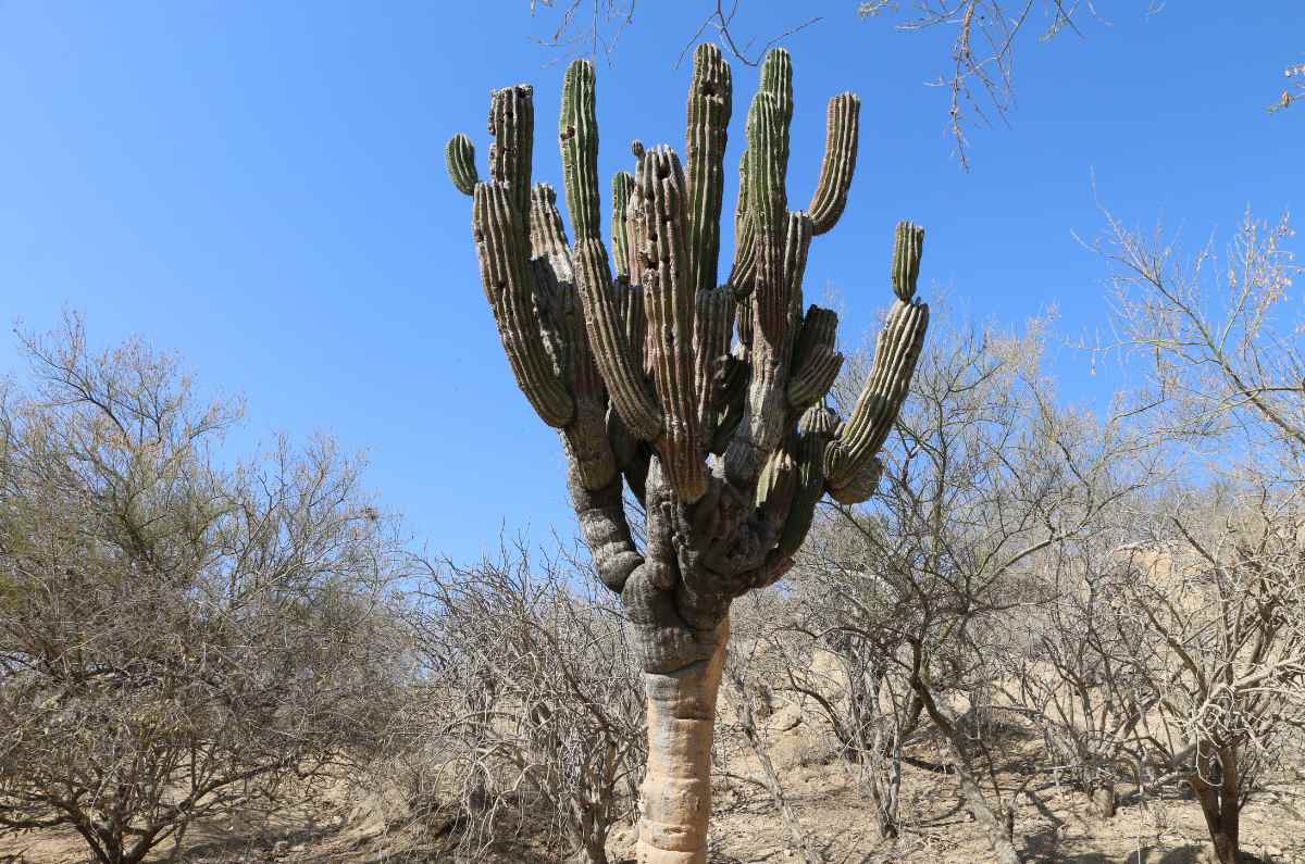 los-cabos-rancho-los-algodones-6