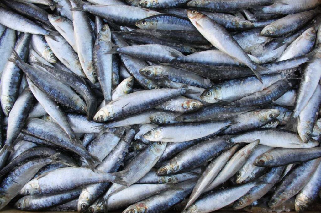 Sardinas, el pescado azul más famoso de agua salada