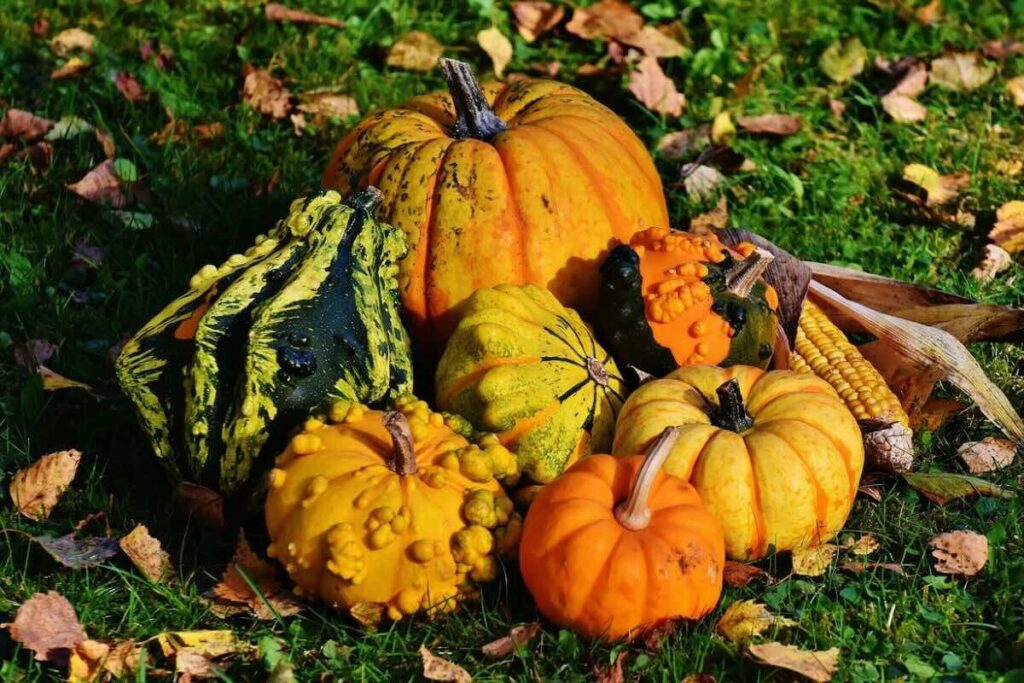 Diferentes especies de calabaza que se utilizan en platillos de otoño.