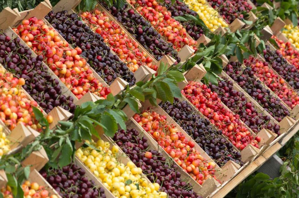 Tipos de cerezas, variedades y propiedades de esta fruta