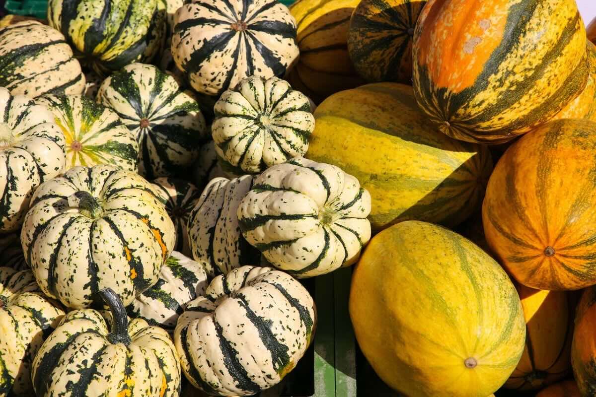 5 tips para elegir calabazas en su punto