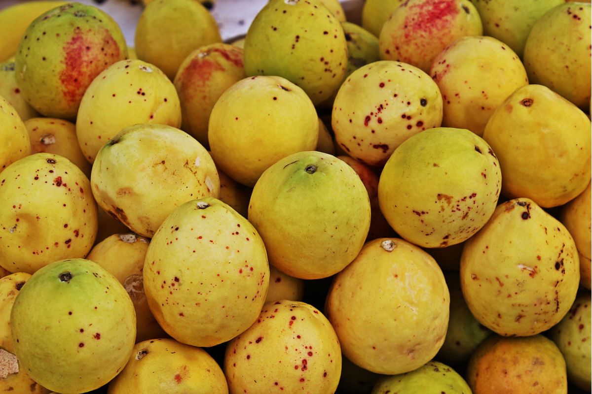 Atole de guayaba, beneficios y cómo prepararlo en casa