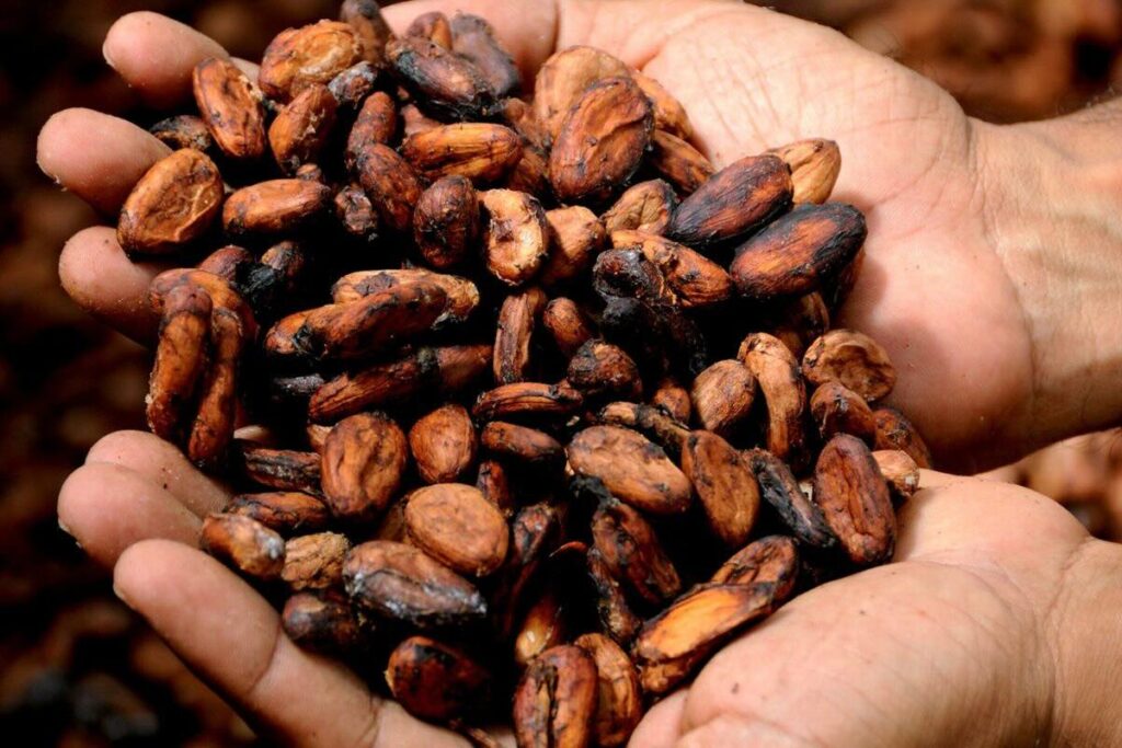 Cacao, ingrediente principal del chocolate amargo.