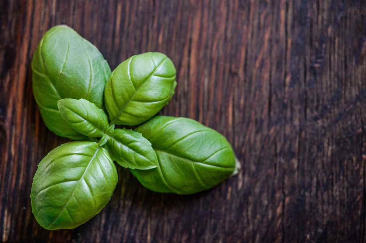 La albahaca y sus usos en la cocina