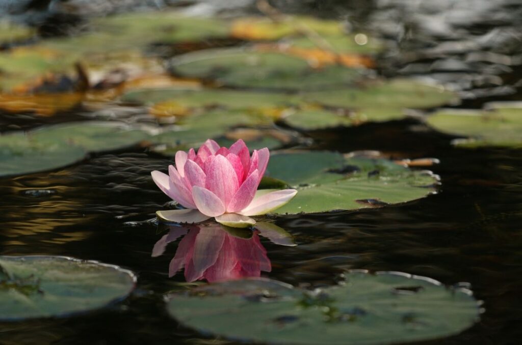 Flor de loto rosa en estanque