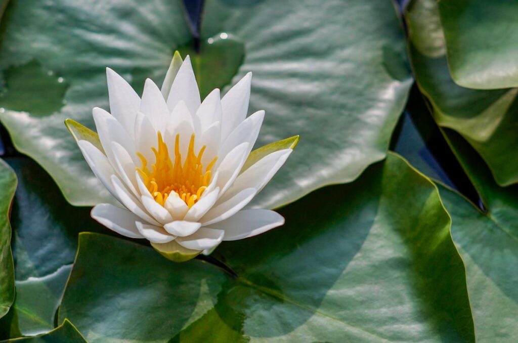 La flor de loto, el ingrediente estrella de la cocina vietnamita