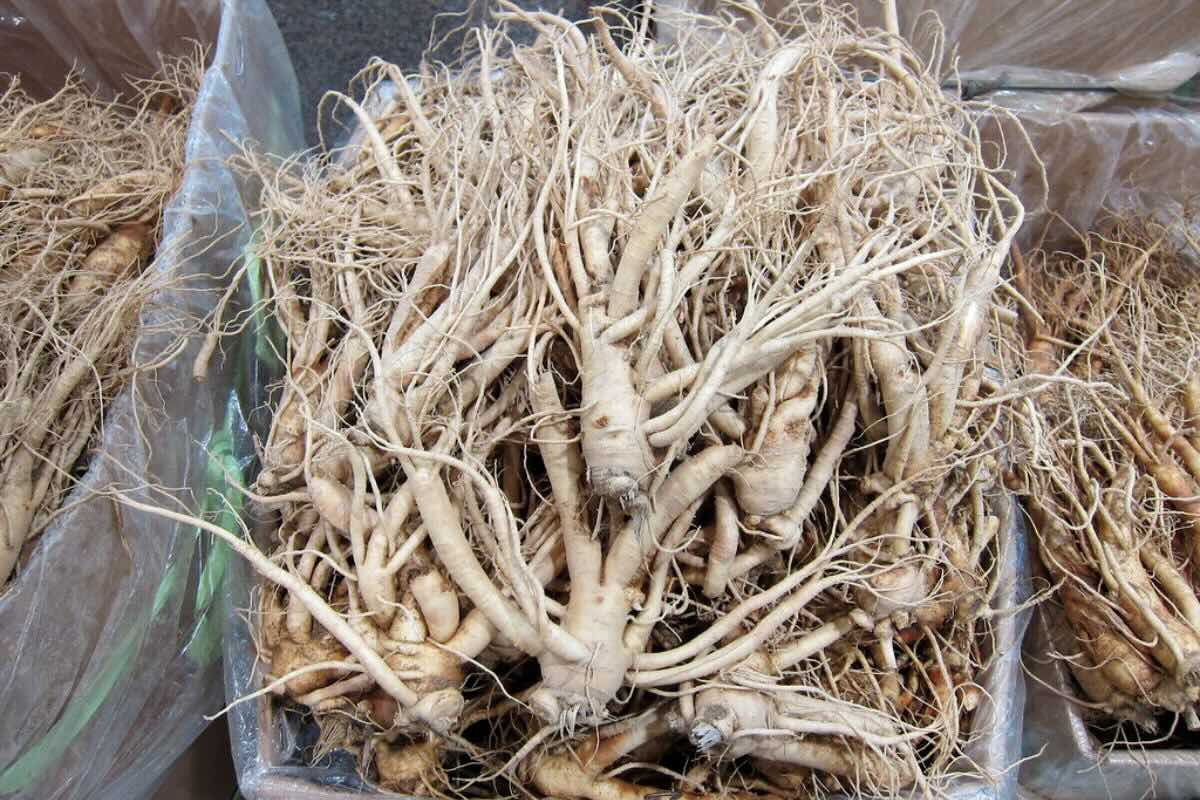 Ginseng: conoce sus propiedades medicinales y cómo consumirlo