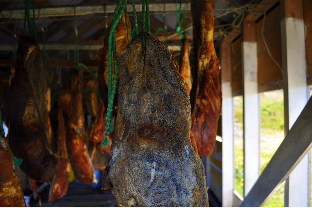 En Islandia lograron eliminar las toxinas de la carne de tiburón con la fermentación.