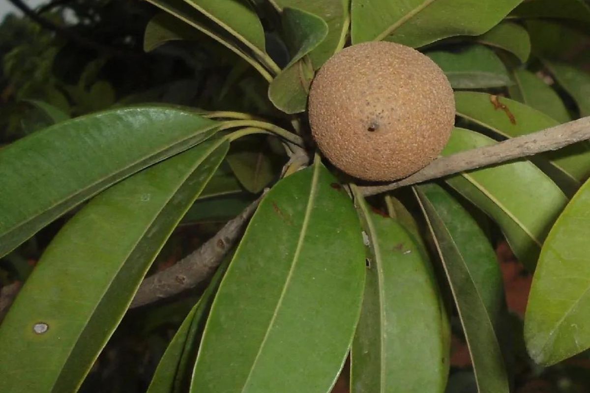 Fruto de chicozapote creciendo en árbol. Foto de Flickr.