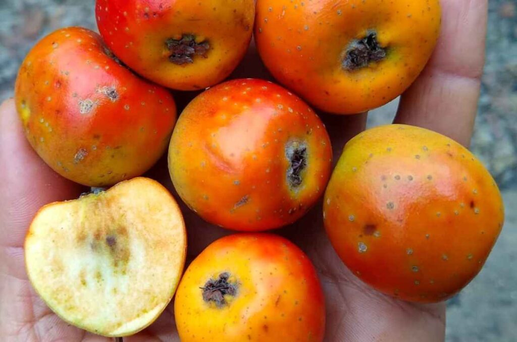 Chogosta, la tierra comestible de Veracruz que se usa para hacer postres