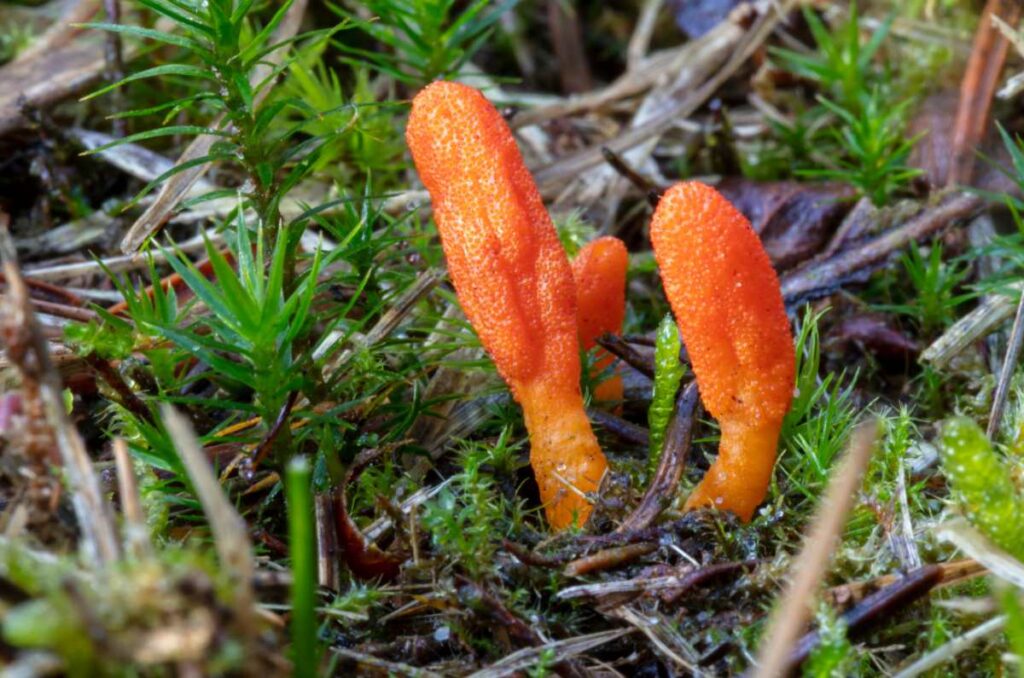 Foto de brotes de hongos comestibles raros de color naranja