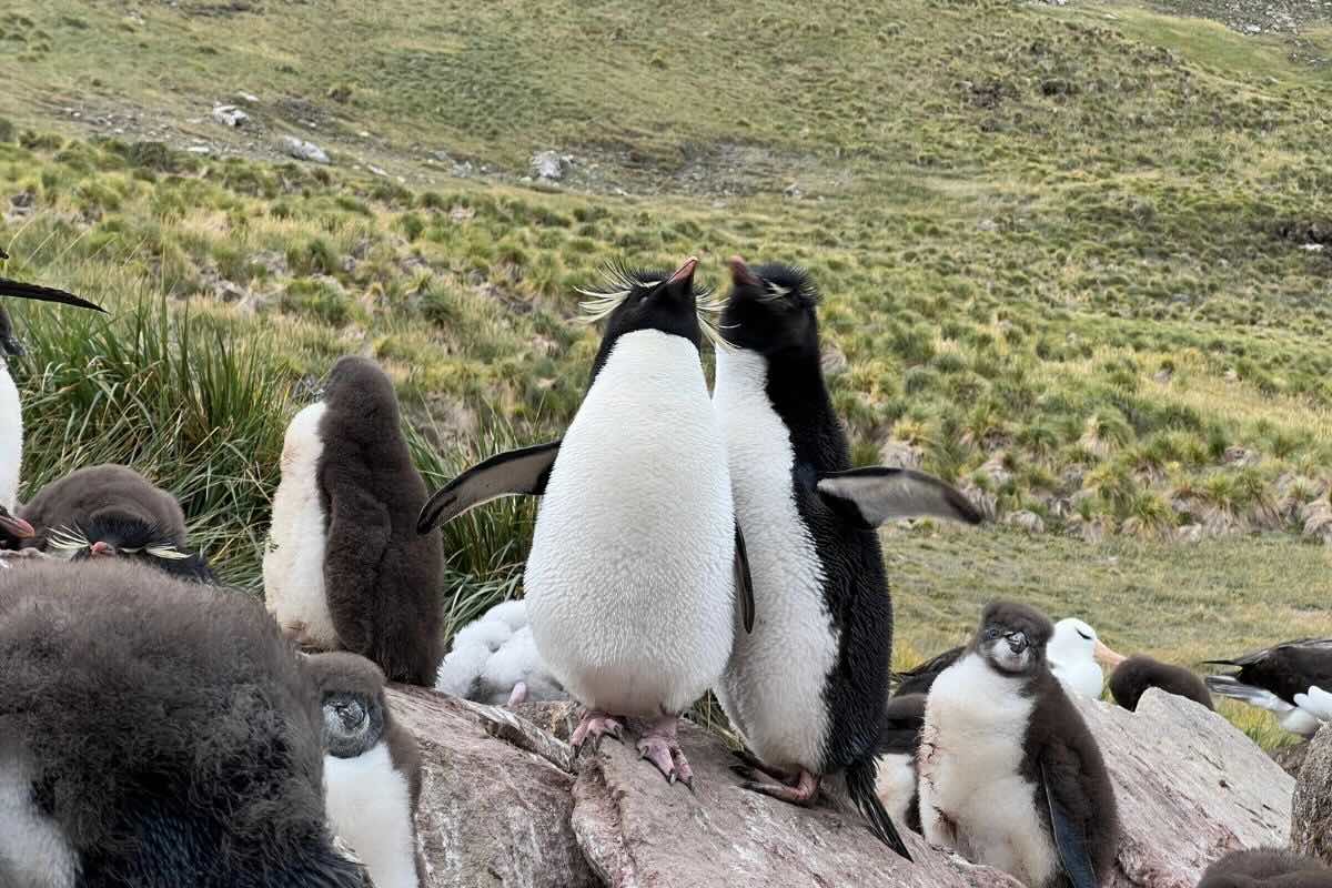 Especie de pingüinos ubicados en la Antártida. Foto de cortesía.