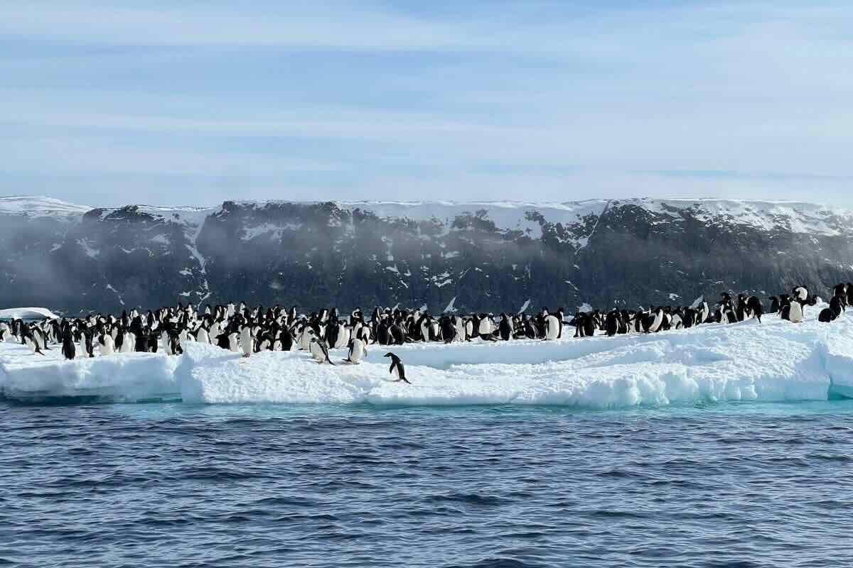 Ecosistema que permite la supervivencia de los pingüinos. Foto por Melanie Beard.