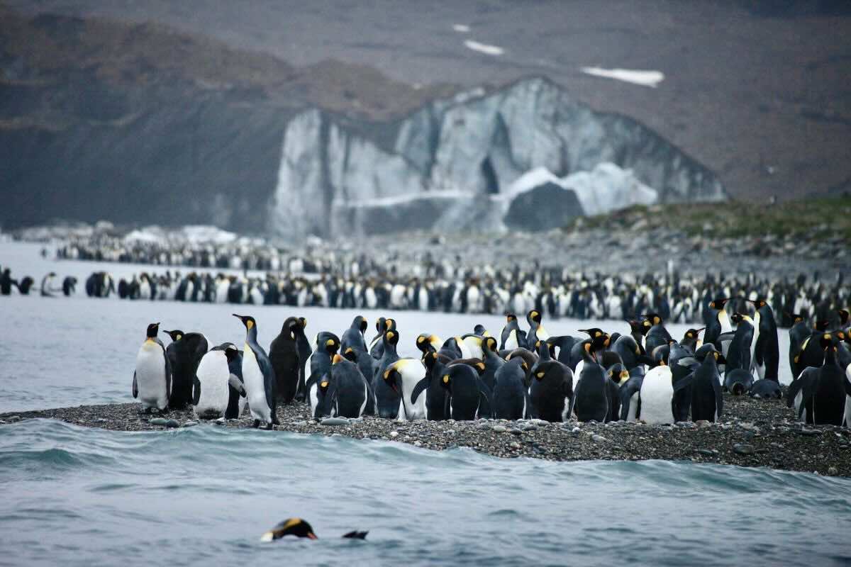 Colonias de pingüinos en la Antártida. Foto por Melanie Beard.