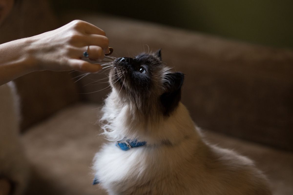 Persona alimentado a gato. Foto de Canva.