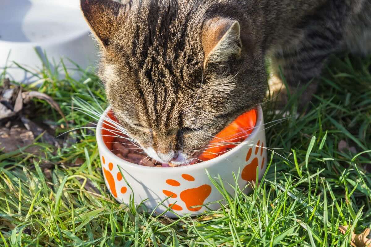 Gato comiendo alimento sólido. Foto de Canva.