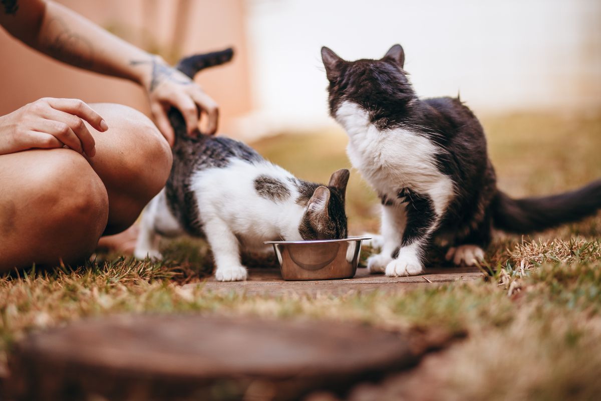 Gatos pequeños comiendo. Foto de Canva.
