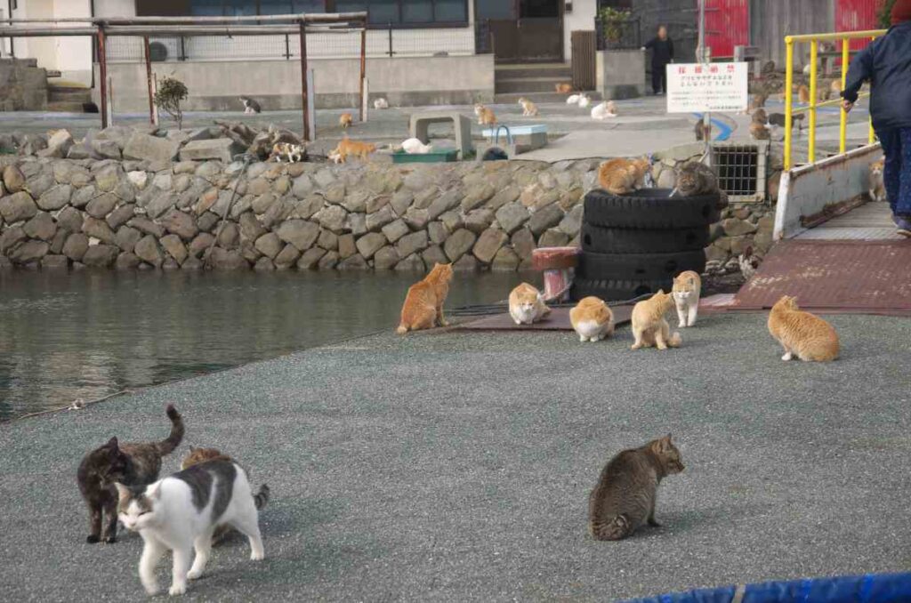 Todo lo que debes saber sobre Aoshima, la isla de los gatos en Japón 0