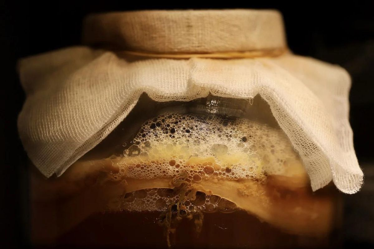 Proceso de fermentación de la kombucha. Foto de Pxhere.